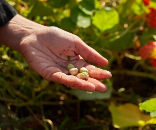 Hand im Heilkräutergarten im Auboden / Fotos von Gerry Amstutz